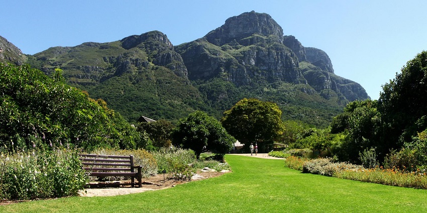 Stroll through lush gardens at Kirstenbosch, one of the things to do in Cape Town.