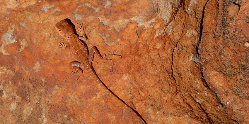 Spot reptiles at Watarrka National Park, a place near Uluru Kata Tjuta national park