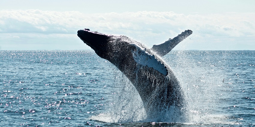 Tail of a humpback whale is outside the water while the other body is immersed in the sea.