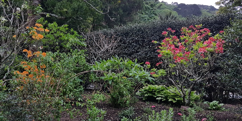 Wellington Botanic Garden offers tranquility with beautiful flower gardens.