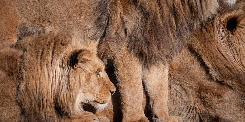 Experience Africa in Australia at Werribee Open Range Zoo safari adventure