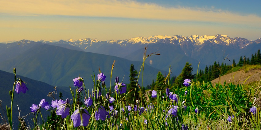 A breathtaking view of Olympic National Park’s lush forests, mountains, and coastline.
