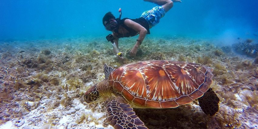 A glimspe of the beautiful corals forming a paradise for divers at Whitsundays, Australia.