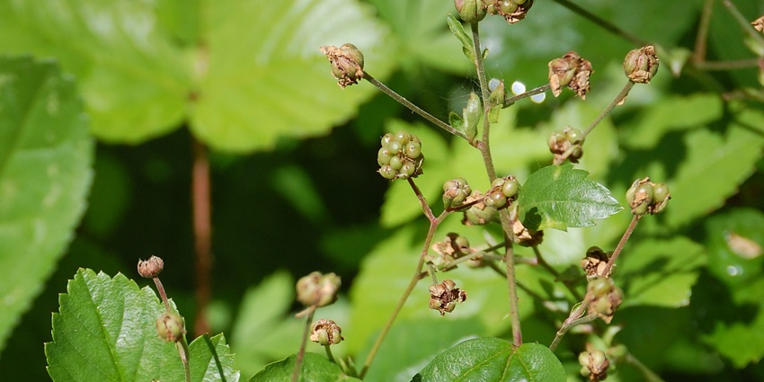 A close-up of Swamp Dewberry in the Wild Gardens exhibit at Acadia National Park.