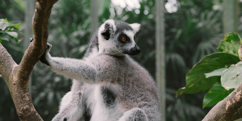 An image of a lemur perched on a tree branch at Ramnabagan Wildlife Sanctuary.