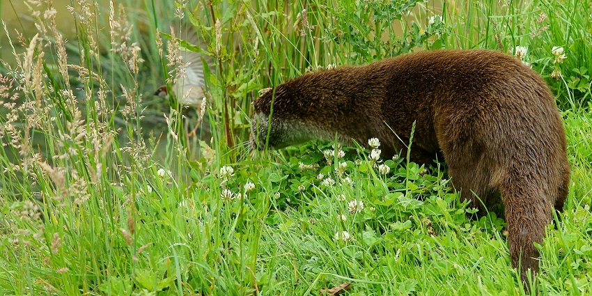 picture of wildlife spotted during Kurangani Hills trekking, including native birds and animals.