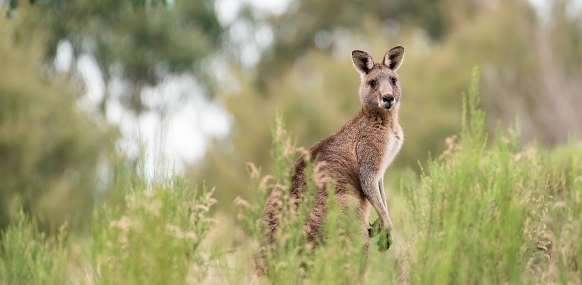 Discover iconic wildlife right in the heart of Sydney at this zoos in Australia