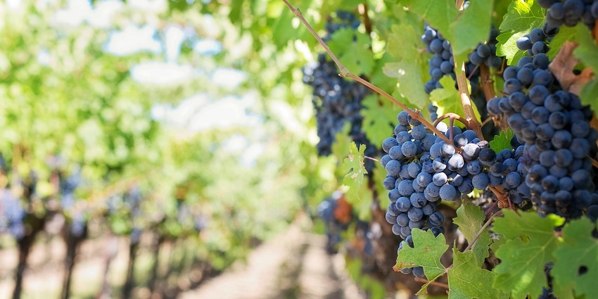 Indulge in wine tasting with your loved one to celebrate Valentine's Day in Greece.