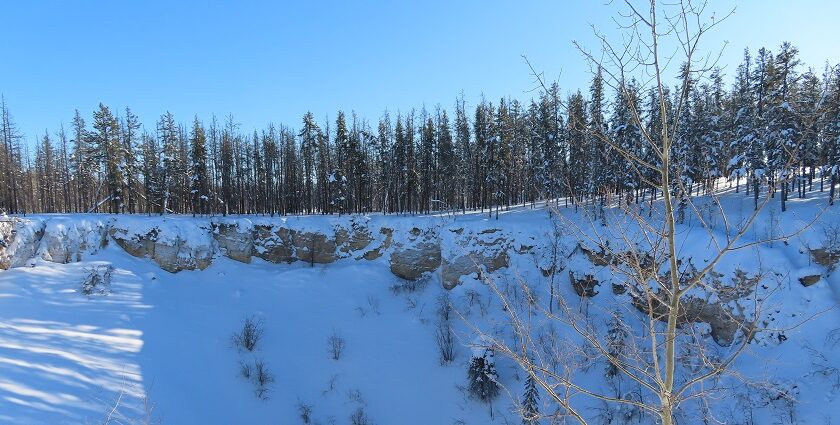 A scenic view of snow-covered paths in the Wood Buffalo National Park.