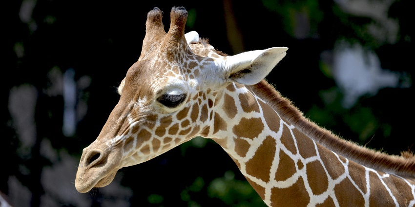 The picture of the Zoomazium inside the Woodland Park Zoo Seattle in Washington.