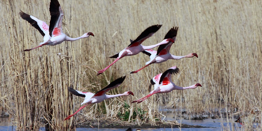 A flock of flamingos spotted at a wildlife sanctuary in South Africa