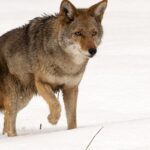 A coyote (Canis latrans) standing alert in Yosemite National Park.