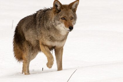 A coyote (Canis latrans) standing alert in Yosemite National Park.