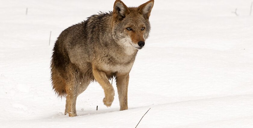 A coyote (Canis latrans) standing alert in Yosemite National Park.