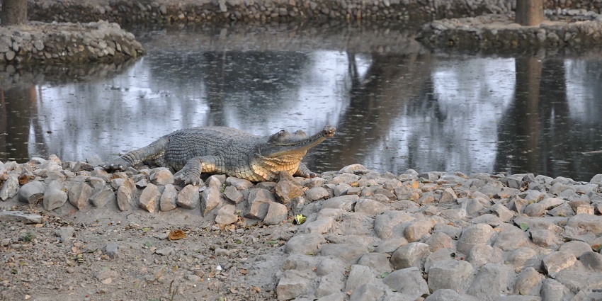 The crocodile spotted in a pond at Alipore Zoo in Kolkata in West Bengal