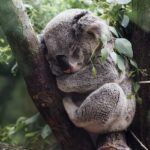 Unveil unique wildlife and memorable experiences at top zoos in Australia