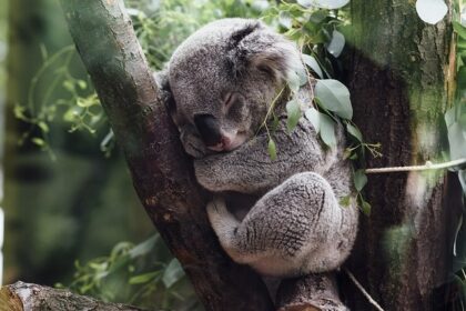 Unveil unique wildlife and memorable experiences at top zoos in Australia