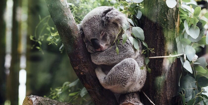 Unveil unique wildlife and memorable experiences at top zoos in Australia