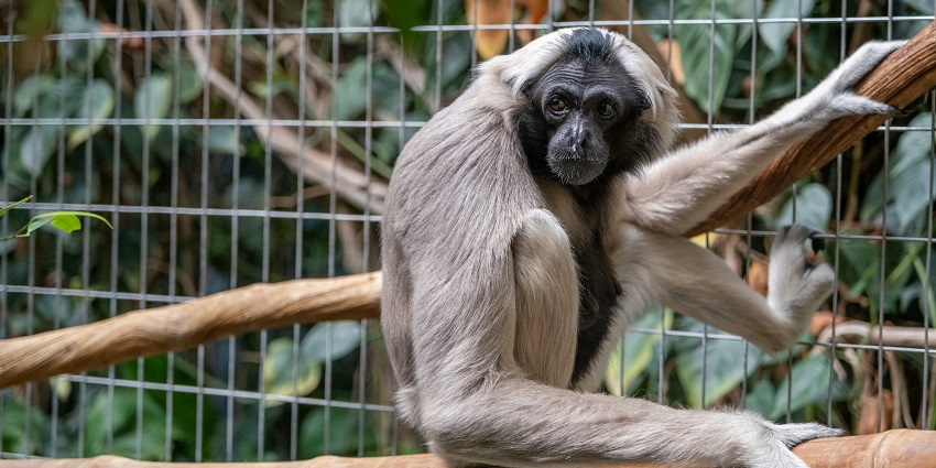 Renowned zoo featuring diverse wildlife and natural habitats in Zurich, switzerland.