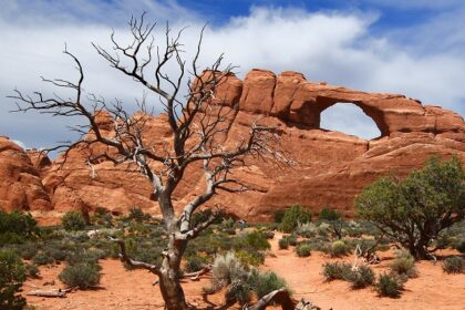 Skyline Arch in Arches National Park, Utah, framed by a dead tree and desert landscape