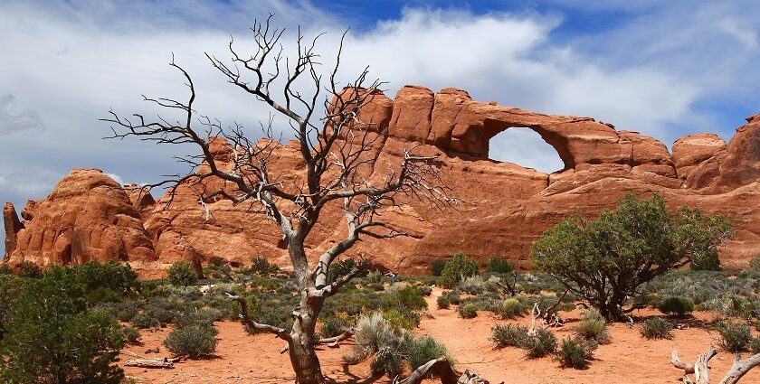 Skyline Arch in Arches National Park, Utah, framed by a dead tree and desert landscape