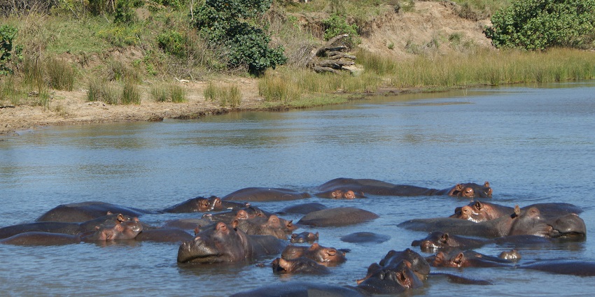 A range of wildlife, including rhinos and hippos at this national parks in South Africa