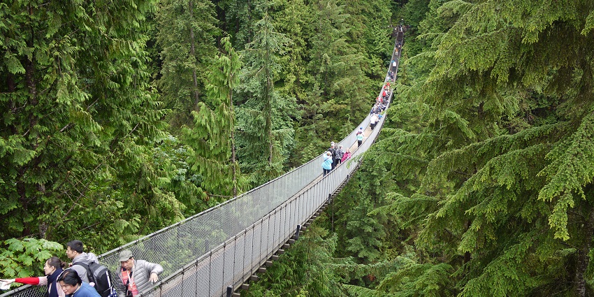 A Capilano Suspension Bridge with people crossing it and surrounded by lush greenery.