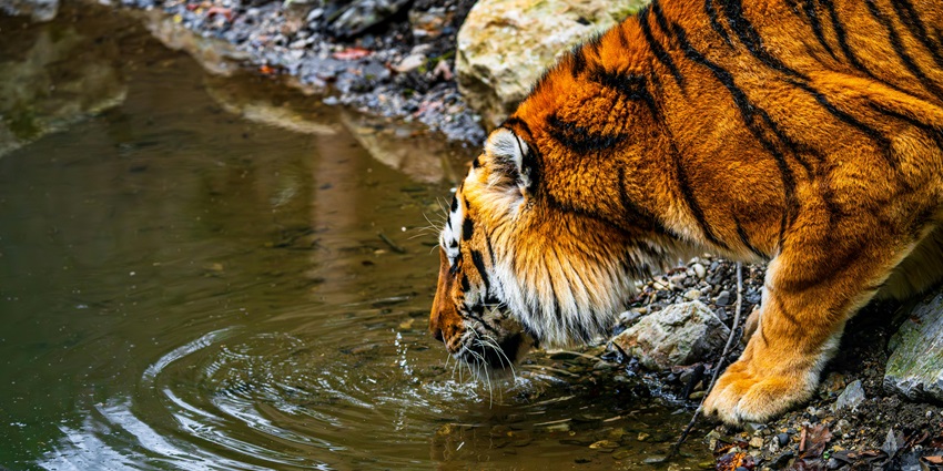 Majestic Tiger Drinking Water in Natural Habitat - Nandanvan Jungle Safari, Naya Raipur