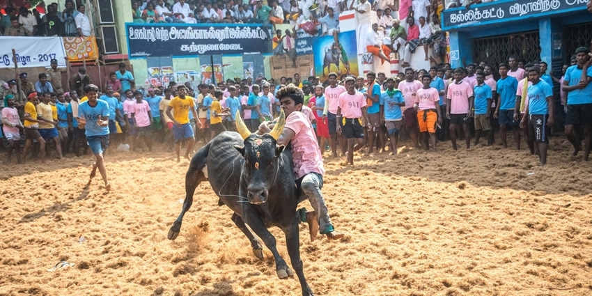 An image of a vibrant depiction of the Pongal festival in Tamil Nadu, featuring rituals.
