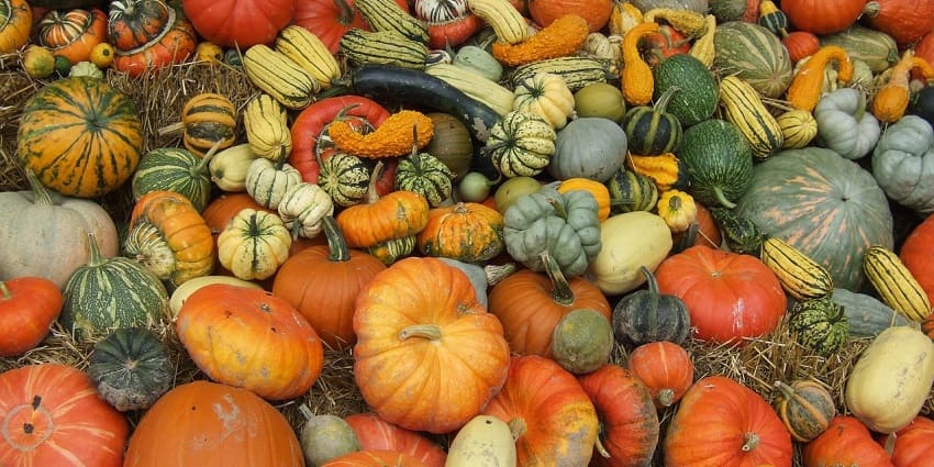 People in different communities celebrate the Harvest Festival of Canada with gratitude for the good harvest.