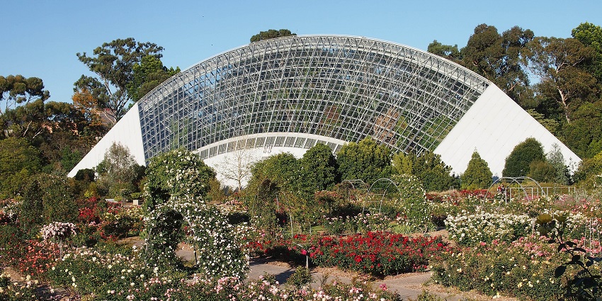 Lush greenery, vibrant flowers, and serene pathways in Adelaide Botanic Garden.