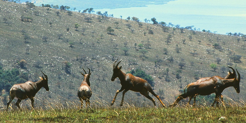 A group of Topi in Akagera National Park in Rwanda along the border of Tanzania.