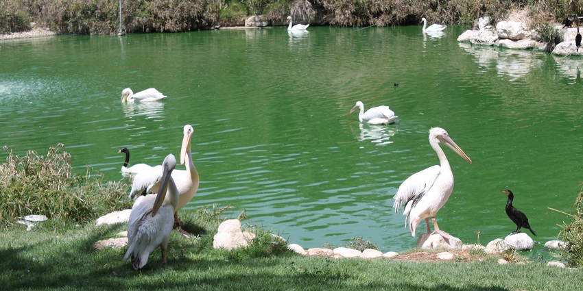 Wildlife park in Bahrain featuring diverse species and natural habitats.