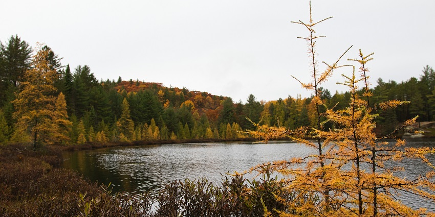An image of two people kayaking in waters of Algonquin Provincial Park located in Canada.