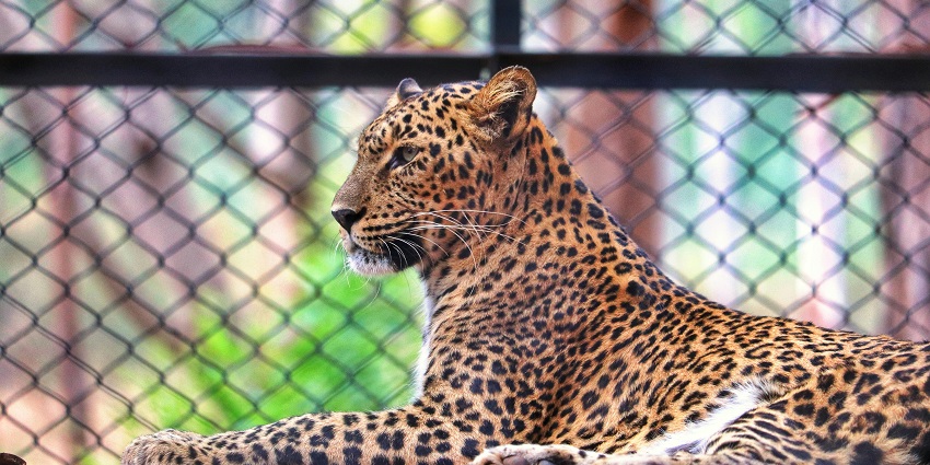  for a fun interactive session with the wildlife with friends allen forest zoo is the ideal place