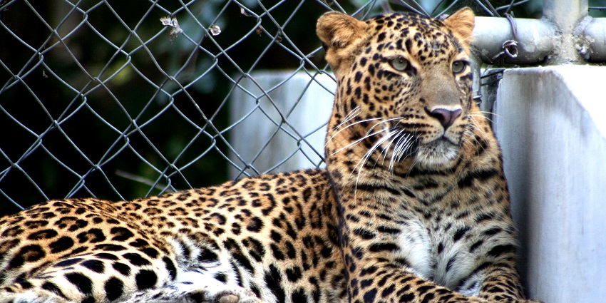 take an adventurous ride with your partner at Allen Forest Zoo