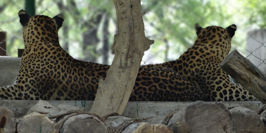 leopard sitting under the shade at allen forest zoo