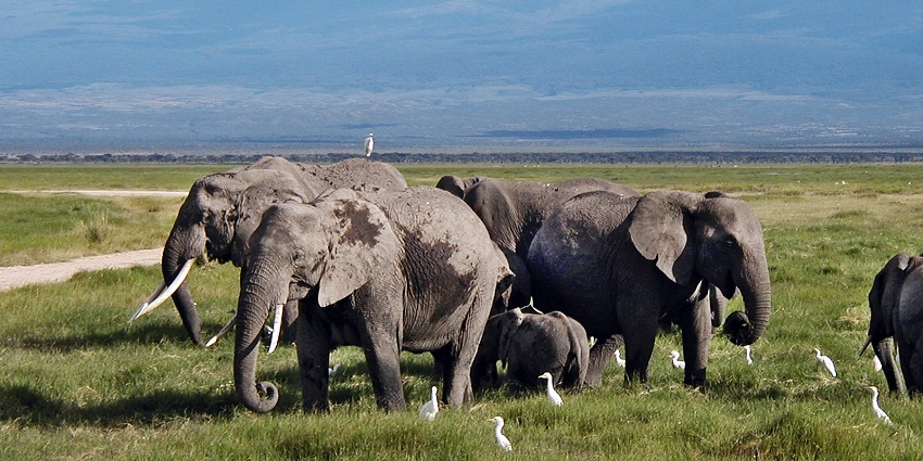 A herd of elephants with great egret birds can be seen in Amboseli National Park