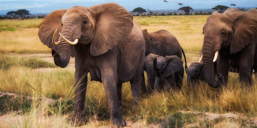 A herd of African bush elephants amidst a vast grassland with other animals nearby.