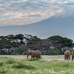 Elephants with Mount Kilimanjaro in the background in the Amboseli National Park.