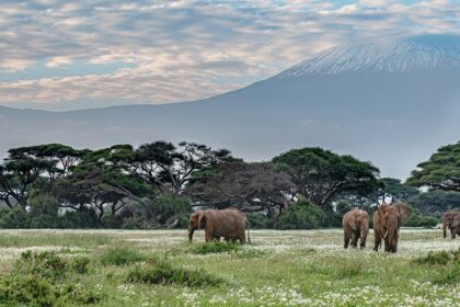 Elephants with Mount Kilimanjaro in the background in the Amboseli National Park.