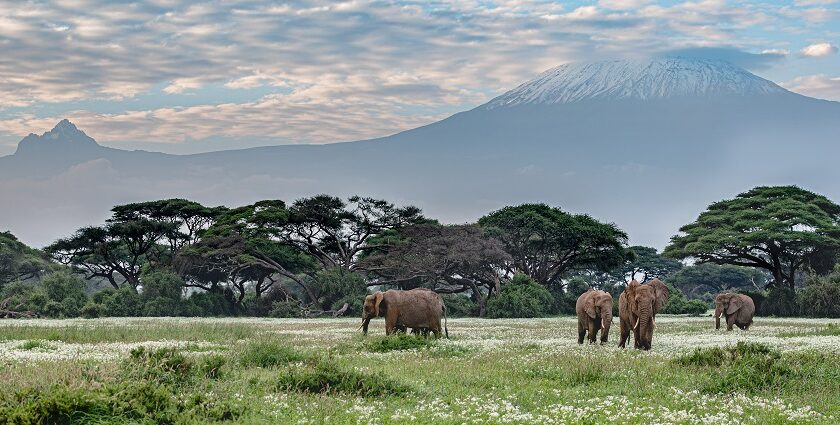 Elephants with Mount Kilimanjaro in the background in the Amboseli National Park.