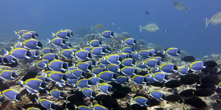 A group of vibrant Blue Tang Surgeonfish underwater off the coast in Lakshadweep