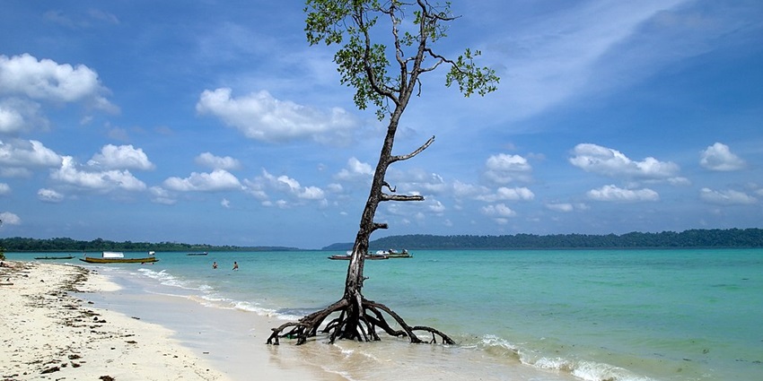 A lone Mangrove tree stands tall at a beach in Havelock Island, Andaman & Nicobar Islands.