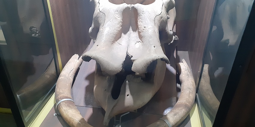 Snapshot of the pre-historic elephant skull placed in the Nagpur central museum