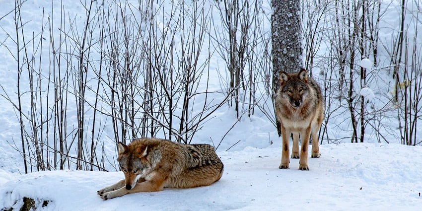 Two arctic foxes lying and standing in the snow and trees in the Ranua Wildlife Park.