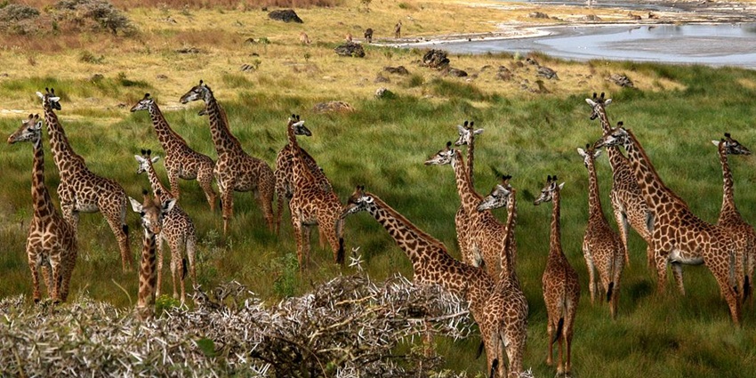 Herd of giraffes in the green landscape and a lake of Arusha National Park in Tanzania
