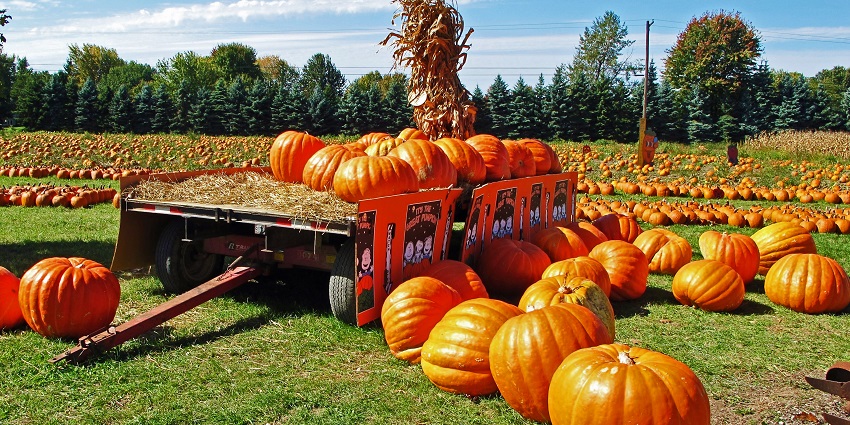 A field is filled with huge orange pumpkins, some of which are kept on a cart (in the foreground)