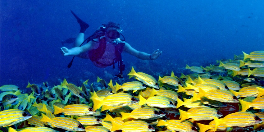This Maldives tour guide highlights the popular diving spot with vibrant corals and marine life.