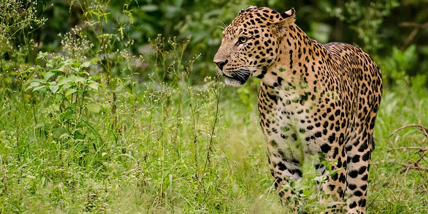 A fierce male Indian leopard in Asola Wildlife Sanctuary near Southern Delhi Ridge